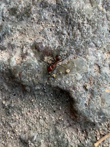 Camponotus nicobarensis photo 19