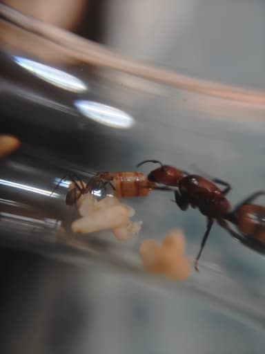 Camponotus nicobarensis photo 7