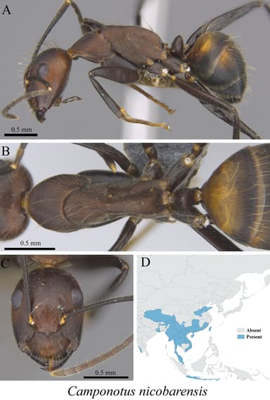 Camponotus nicobarensis photo 8