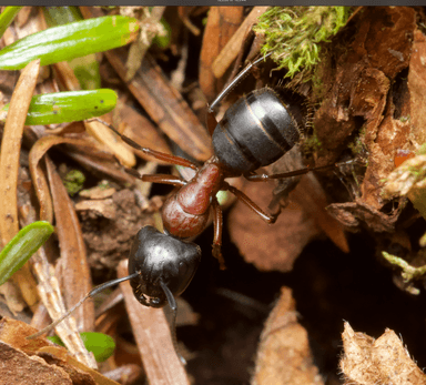 Camponotus novaeboracensis photo 36