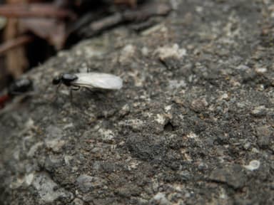 Camponotus novaeboracensis photo 5