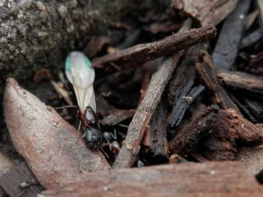 Camponotus novaeboracensis photo 6