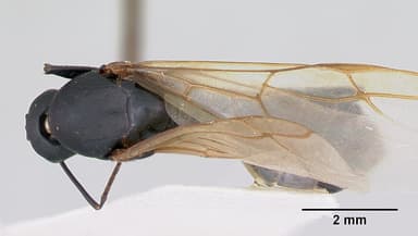 Camponotus novaeboracensis — queen photo 8