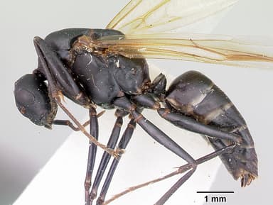 Camponotus novaeboracensis — queen photo 13
