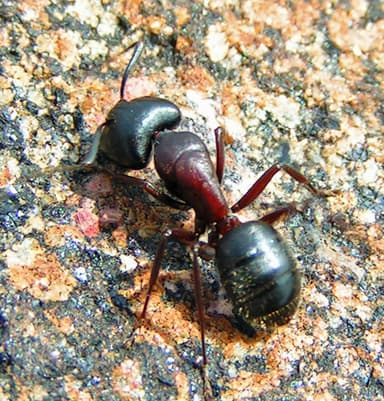 Camponotus novaeboracensis — worker photo 16