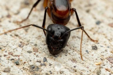 Camponotus ocreatus photo 13