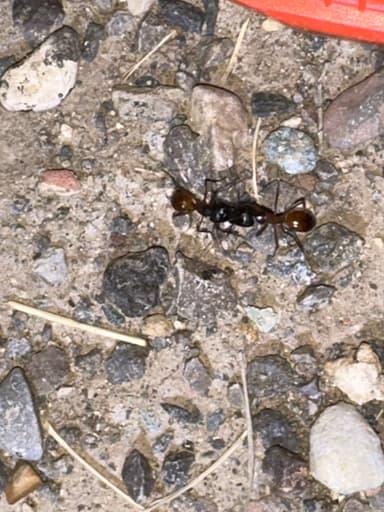 Camponotus ocreatus photo 16
