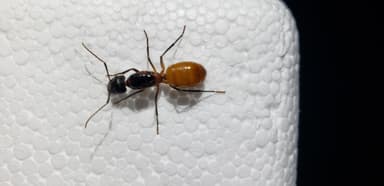 Camponotus ocreatus photo 32
