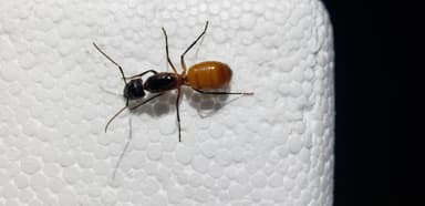 Camponotus ocreatus photo 33