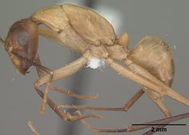 Camponotus ocreatus — queen photo 6