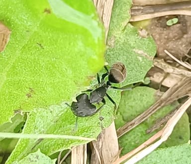 Camponotus parius photo 1