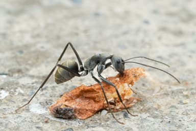Camponotus parius photo 3
