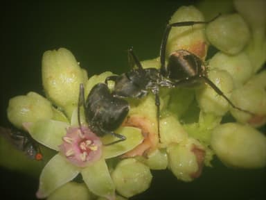 Camponotus parius photo 4
