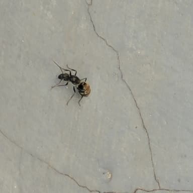 Camponotus parius photo 6