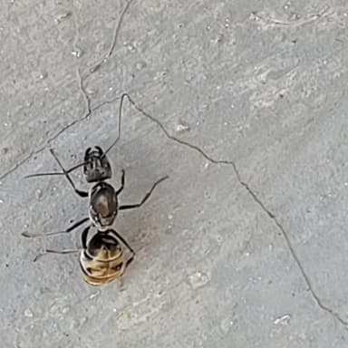 Camponotus parius photo 7