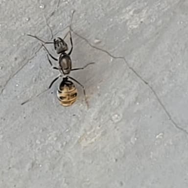 Camponotus parius photo 8