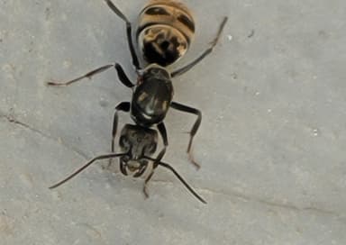 Camponotus parius photo 9
