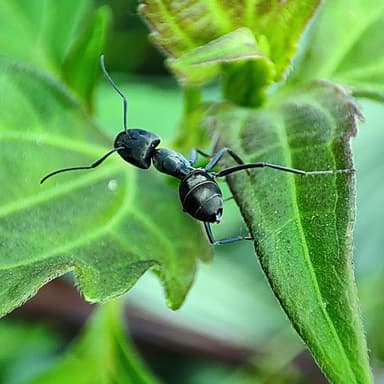 Camponotus parius photo 10