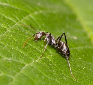 Camponotus parius photo 12