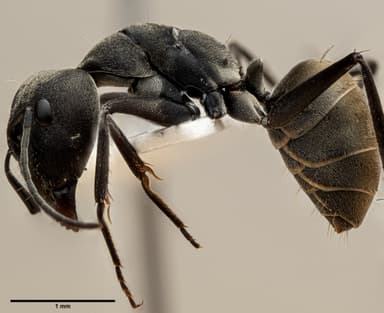 Camponotus parius photo 14