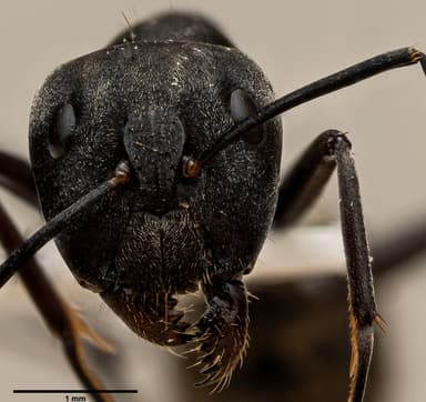 Camponotus parius photo 15