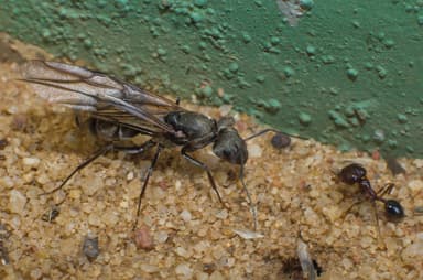 Camponotus parius — queen photo 16