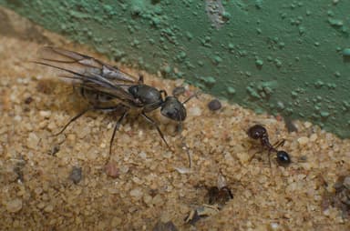 Camponotus parius — queen photo 17