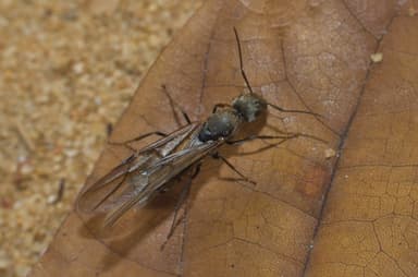 Camponotus parius — queen photo 18
