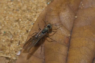 Camponotus parius — queen photo 19