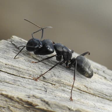 Camponotus pennsylvanicus photo 20