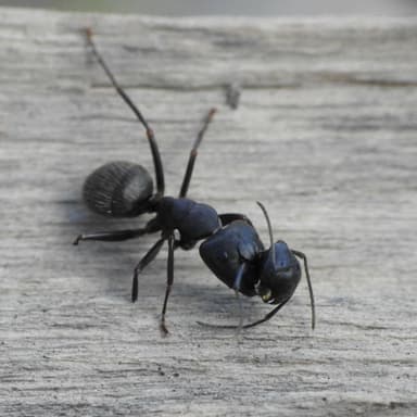 Camponotus pennsylvanicus photo 21