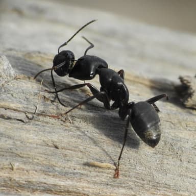 Camponotus pennsylvanicus photo 22