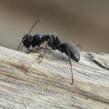 Camponotus pennsylvanicus photo 23