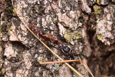 Camponotus pennsylvanicus photo 25