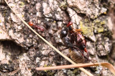 Camponotus pennsylvanicus photo 27