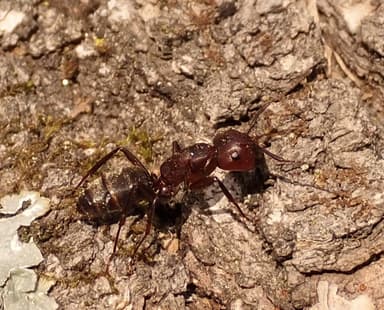 Camponotus pennsylvanicus photo 28
