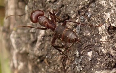 Camponotus pennsylvanicus photo 29