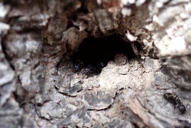 Camponotus pennsylvanicus — colony photo 30
