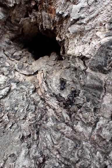 Camponotus pennsylvanicus — colony photo 31