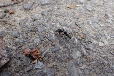 Camponotus pennsylvanicus — colony photo 32