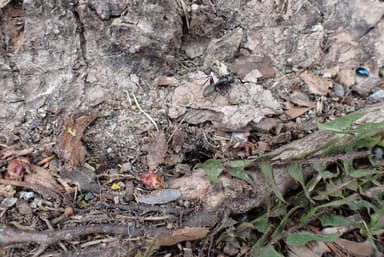Camponotus pennsylvanicus — colony photo 33