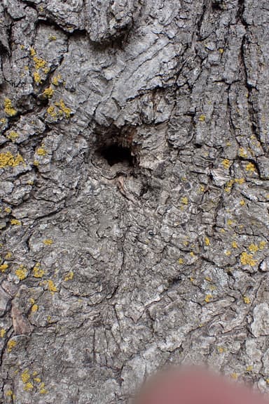 Camponotus pennsylvanicus — colony photo 34
