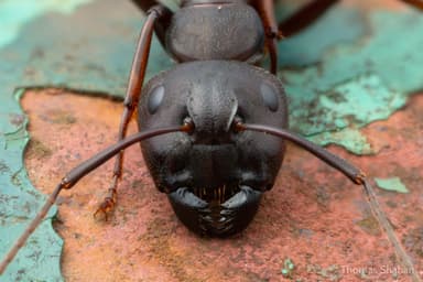 Camponotus pennsylvanicus photo 35