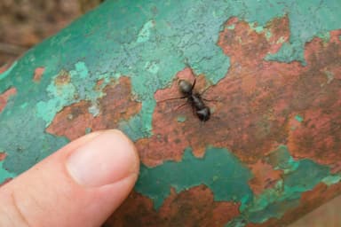 Camponotus pennsylvanicus photo 36