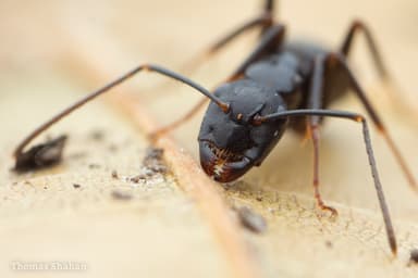 Camponotus pennsylvanicus photo 38