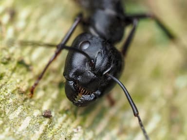 Camponotus pennsylvanicus photo 39