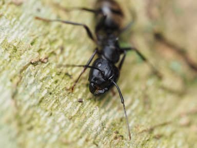 Camponotus pennsylvanicus photo 40