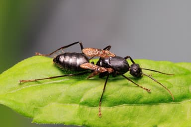 Camponotus pennsylvanicus photo 41