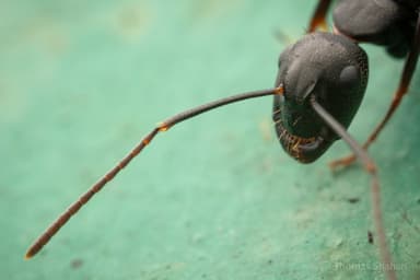 Camponotus pennsylvanicus photo 42