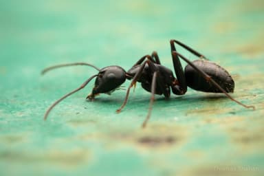 Camponotus pennsylvanicus photo 43